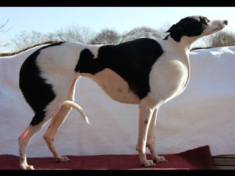 Vídeo: Nascido com defeitos congênitos, Derby o cão pode agora viver a vida ao máximo!