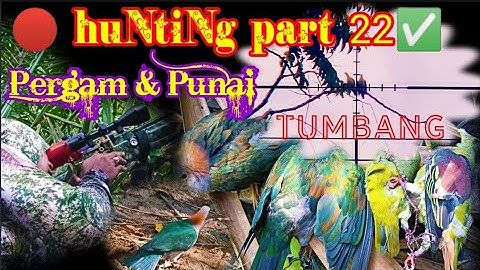 🔴 Hunting Terbaru 2022 Part 22✅ Pergam & Punai Tumbang di Bakau (mangrove)#Pergam#punai#mangrove