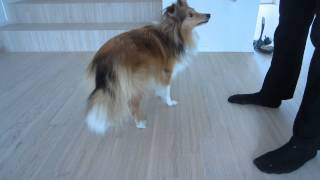 Sheltie Tricks