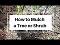 How To Mulch A Tree Or Shrub Shorts How To Mulch A Tree Or Shrub Shorts