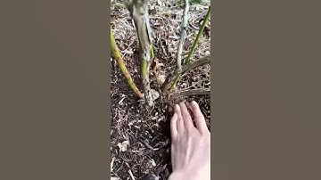 How to Mulch a Tree or Shrub #shorts