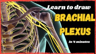 How to draw *BRACHIAL PLEXUS* | Upper Limb Anatomy 