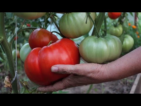 594.КУСТЫ БУДУТ ЗАЛЕПЛЕНЫ ПОМИДОРАМИ. пОВЫШАЕМ УРОЖАЙНОСТЬ ТОМАТОВ,