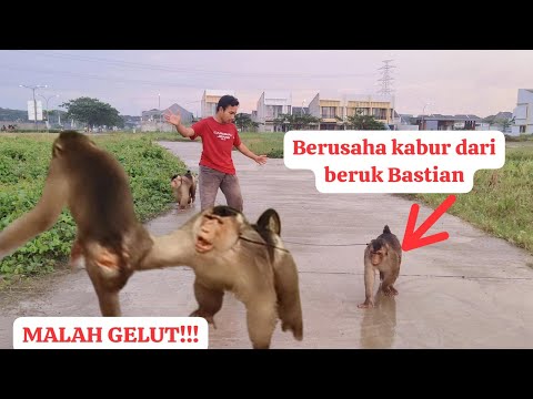 pertamakali ajak Beruk