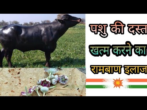 वीडियो: बिल्लियों में दस्त (एंटीबायोटिक-उत्तरदायी)