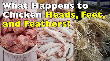 Wat gebeurt er ECHT met de koppen, poten en veren van kippen?