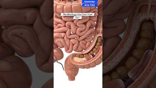 The Gut Blockage | Gut Health | Anatomy Arts USA