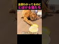 演技派すぎるニャンコたち