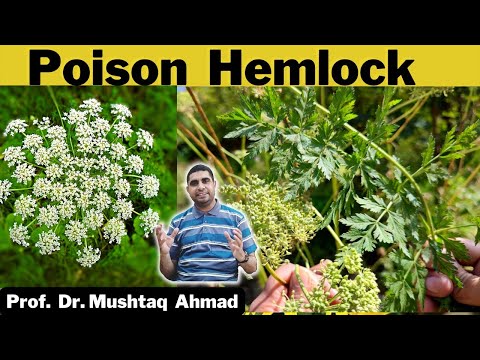Conium maculatum | Poison Hemlock | Diagnostic features of family Umbelliferae | Info Biodiversity