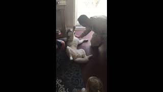 Husky reunited with owner after 7 months