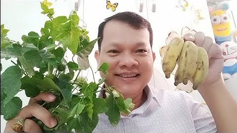 Bài thuốc dân gian trị bệnh hở van tim và rối loạn nhịp tim. Trị bệnh mất ngủ rất tuyệt vời 👍