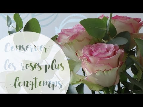 Vidéo: Comment Conserver Les Roses Longtemps