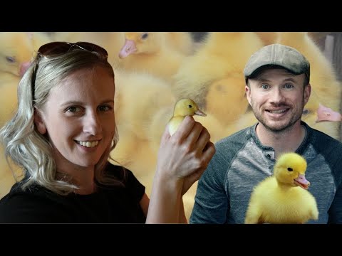 Video: How To Raise Peking Ducklings