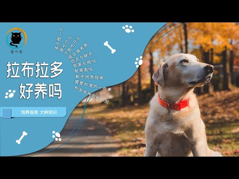 拉布拉多好养吗 拉布拉多的优点和缺点 拉布拉多饲养指南