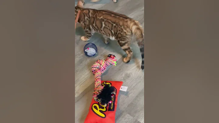 Video 11718241: bengalcat bengals cat kitten, bengals bengalcat cute, domestic bengal cat, bengal travel