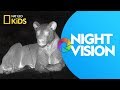 Wildlife Photography Techniques and Tools