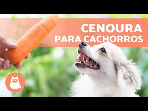 Vídeo: Cenouras são boas para cães?