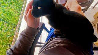 Does Your Cat OWN You? Here's How They Mark You!