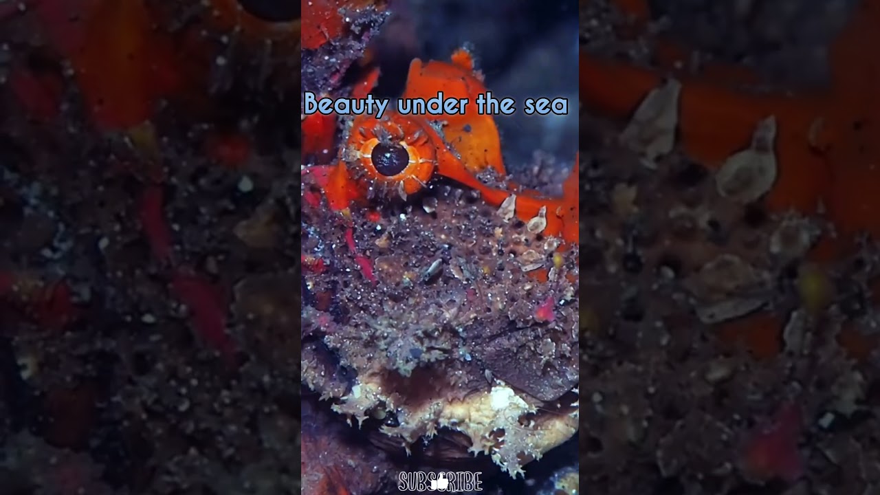 The sea has strange creatures 🌊🤯 