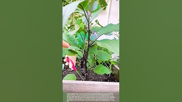 Prune the bottom leaves and side branches of eggplant trees to prevent diseases and improve quality