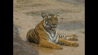 Magge female tiger from Kabini scent marks and hunts deer | Documentary | Tiger | Kabini