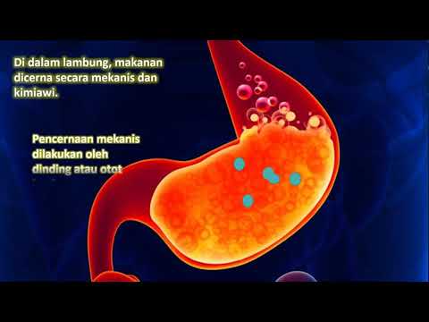 Video: Apa itu kardia lambung?