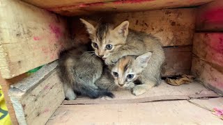 These poor kittens abandoned when they asked owner to give more food!