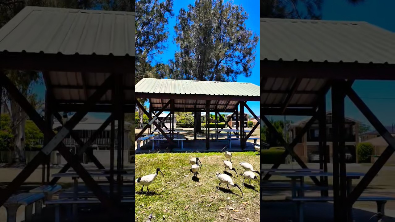 ⁣🇦🇺 Sharing Our Leftovers #ibis #commercialfishing