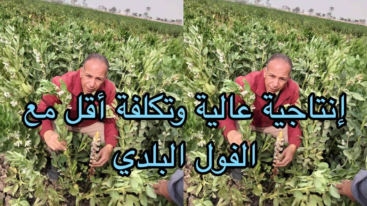 أفضل توصيات زراعة الفول البلدي للحصول على إنتاجية عالية وبأقل التكاليف