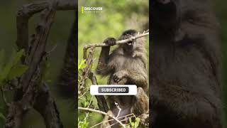 Funny Monkey in the Jungle 🐒🌿 | Wild Nature Adventure | Discover Kids World