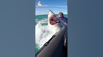 POV:A shark attacks a boat full of fishermen in the middle of the ocean#shorts #shark #attack #ocean