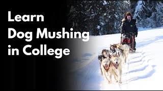 Learn Dog Mushing in College