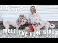 DOG MOM VLOG | SHARING A SECRET I'VE BEEN KEEPING FOR A MONTH