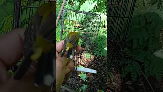 poin 1 ekor sogon metalik #sogongacorngobra #pikatsogon