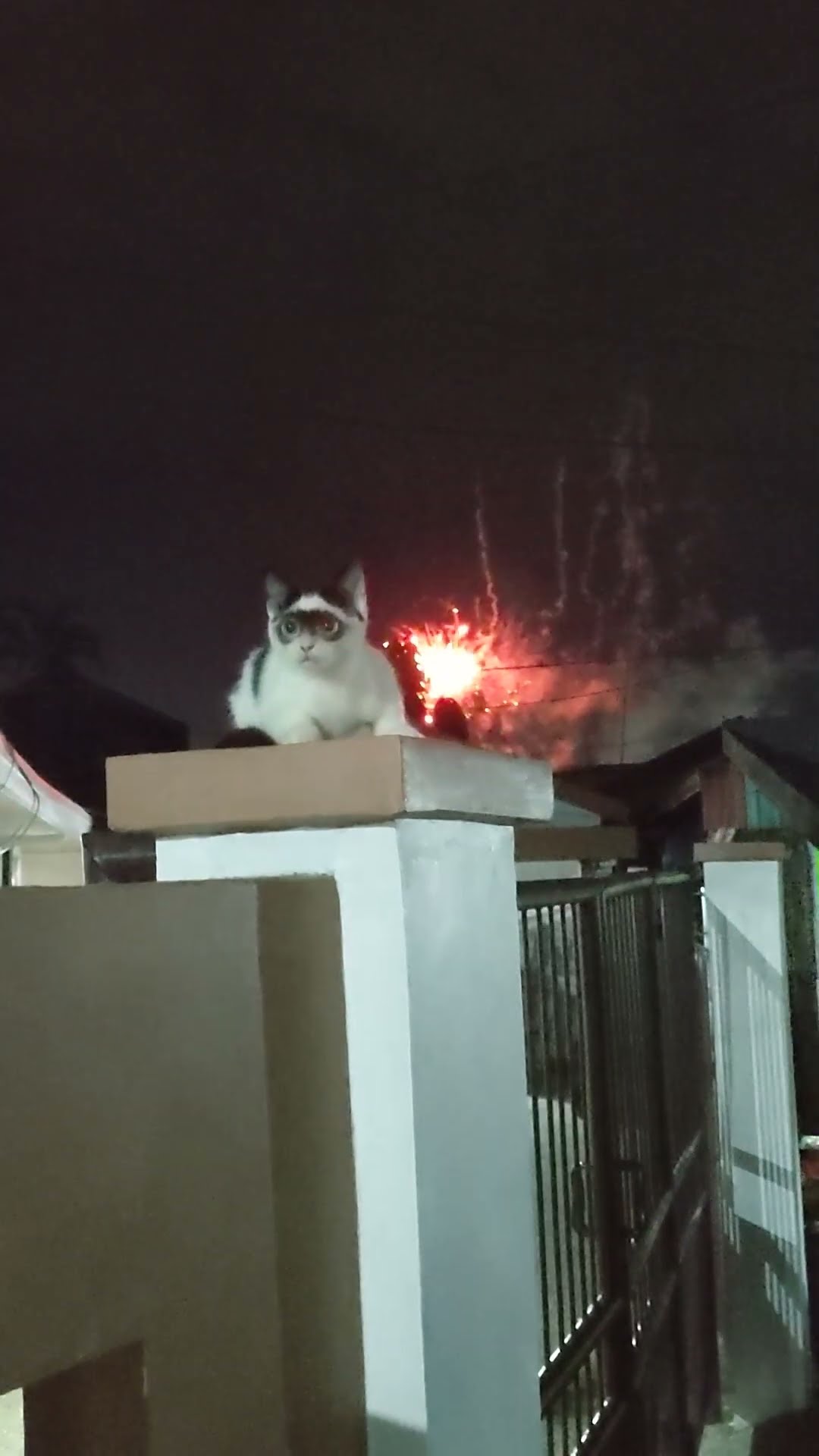 Zorro Cat Watches New Year's Fireworks || ViralHog