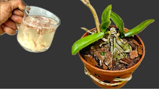 Pour 1 cup into the roots! The old orchid immediately revived and bloomed all year round