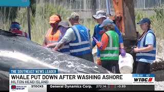 Researchers try to find out why whale beached on HHI