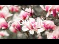 Birocratic - At Most