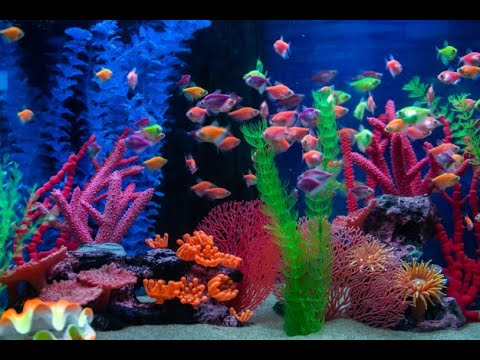 Akvaryum Dünyasının En Renkli Balık Türü - Tetra