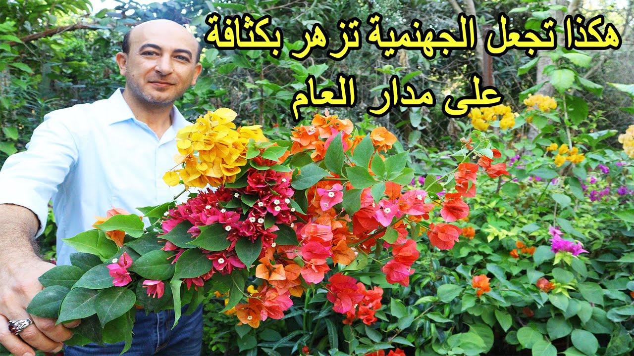 خمس أشياء بتجعل نبتة الجهنمية دائمة و كثيفة الإزهار طول العام