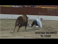 MEJORES MOMENTOS 🤩 del CONCURSO DE RECORTES en EL CASAR con TOROS DE NUÑEZ DEL CUVILLO 2022