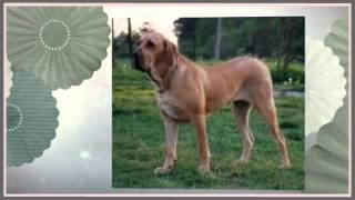 Fila Brasileiro Temperament