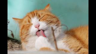 How Cats Predict Weather Like Furry Meteorologists! 🐱🌧️