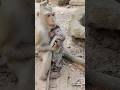 Cherry holding beautiful lovely cutie baby monkey Pandora #babymonkey #animals #shorts #shortvideo