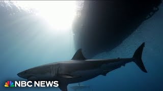 Swimmer circumnavigates Martha's Vineyard ahead of 'Jaws' 50th anniversary