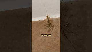 Se VER um desses ANIMAIS em sua CASA... CORRA