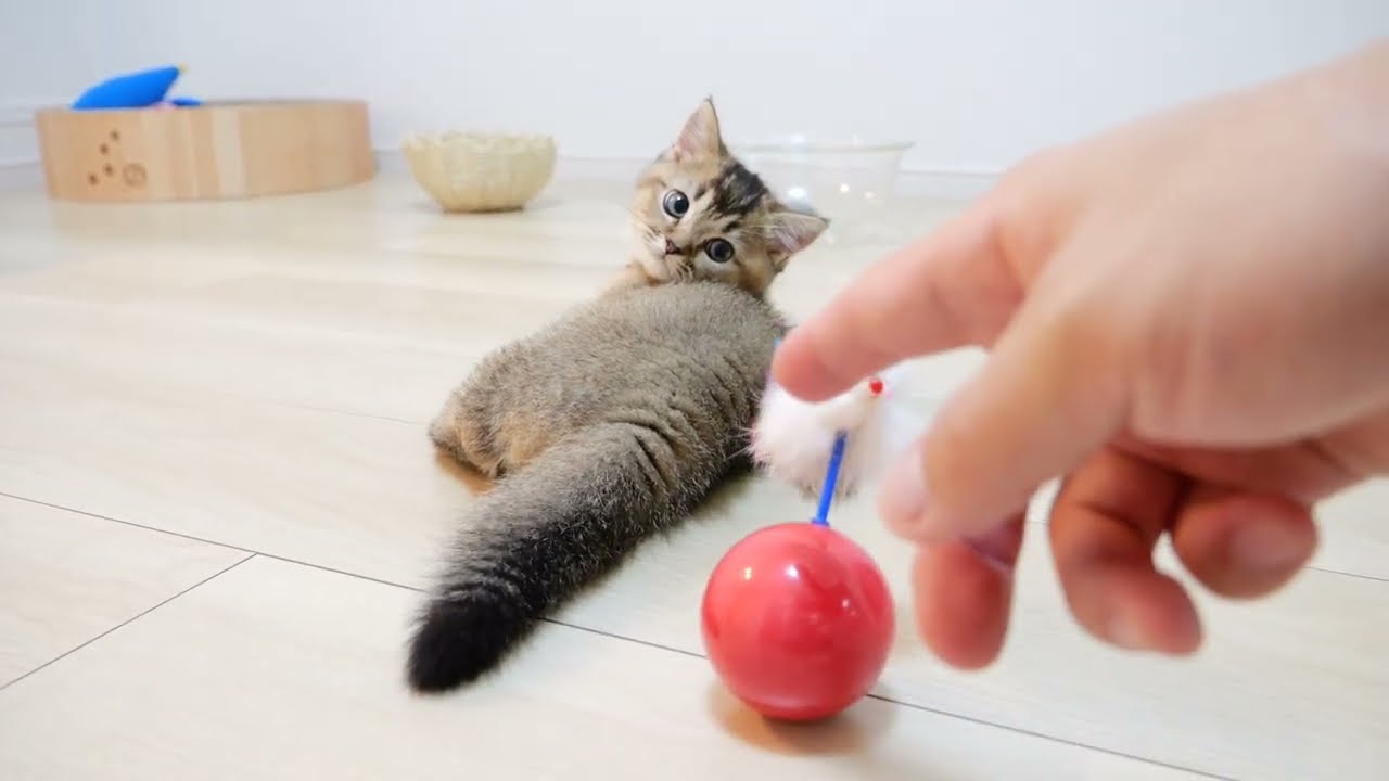 Will Kitten Kiki's special move "Cat Punch" explode!?