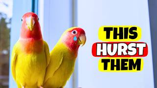 Bird Psychology | 18 Everyday Things That Can Hurt Your Bird's Feelings