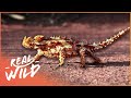 The Worlds Deadliest Reptiles | Race of Life | Real Wild