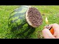 Experiment !! Watermelon vs MATCHES